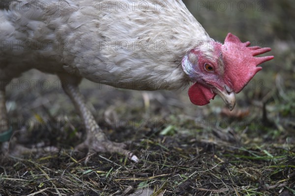 Hen, Gallus gallus domesticus, looking for food in a free-range farm, organic farming, Saxony-Anhalt, Germany