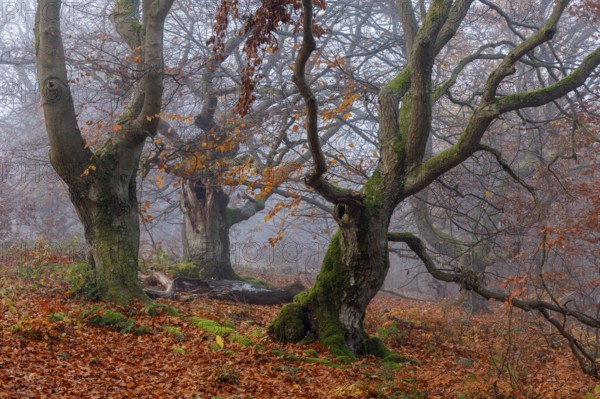 Beech in Hutewald Halloh, Hesse, Germany