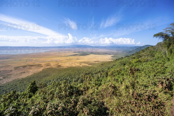 View of Ngorongoro Crater, Crater Viewpoint, Forest and Savanna Landscape, Ngorongoro Conservation Area, Tanzania