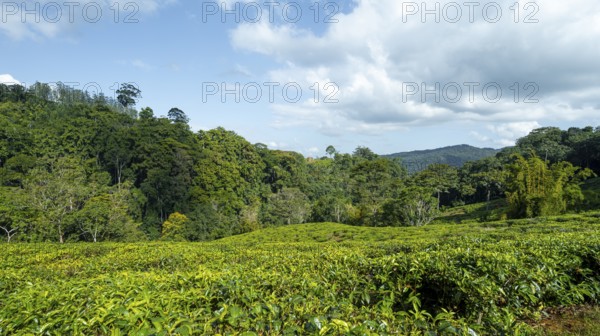Tea plantation on hills between tropical rainforest, Amani Nature Forest Reserve, Eastern Usambara Mountains, Tanga, Tanzania