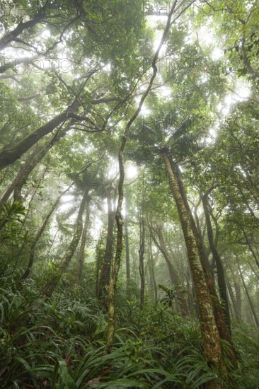 Misty tropical forest with ficus and endemic species on the way to Mount Sorrow in Daintree National Park, Queensland, Australia