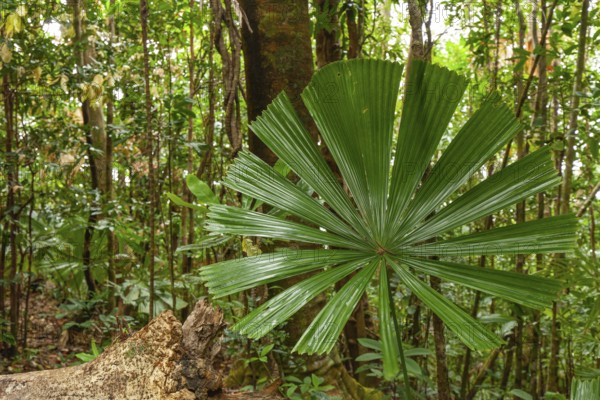 Australian fan palms in sunny rainforest on the way to Mount Sorrow in Daintree National Park Queensland, Australia