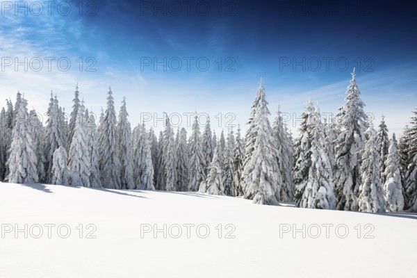 Snow-covered fir trees in sunshine, Stübenwasen, Feldberg, Todtnauberg, Black Forest, Baden-Württemberg, Germany