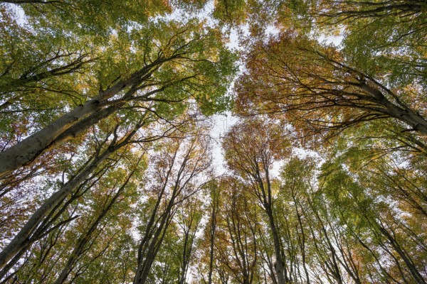 Autumn forest, view of the treetops from below, Schauinsland, Freiburg im Breisgau, Black Forest, Baden-Württemberg, Germany