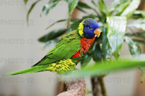 Parrot, colorful, all-color lory, Trichoglossus haematodus