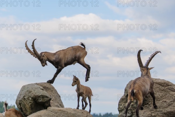 A male ibex (Capra ibex) jumps from rock to rock. A blue sky with clouds can be seen in the background. Carinthia, Austria