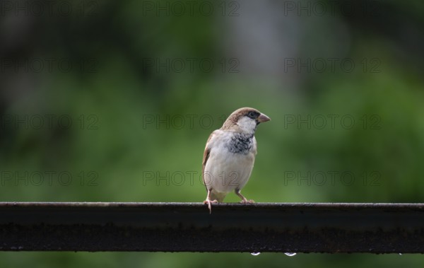 A house sparrow (Passer domesticus), Gazipur, Bangladesh