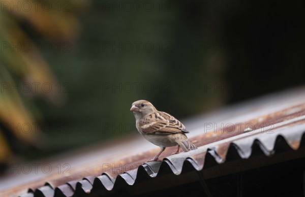 A house sparrow (Passer domesticus) sitting on a tin roof, Gazipur, Bangladesh