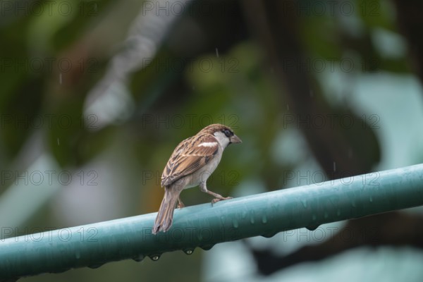 A house sparrow (Passer domesticus) Gazipur, Bangladesh