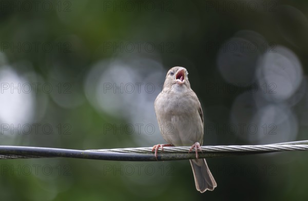 A house sparrow (Passer domesticus) is calling while perched on a wire, Gazipur, Bangladesh