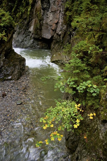 Diosaz mountain river in the gorge, Gorges de la Diosaz, Les Houches, Chamonix-Mont-Blanc, Haute-Savoie, France
