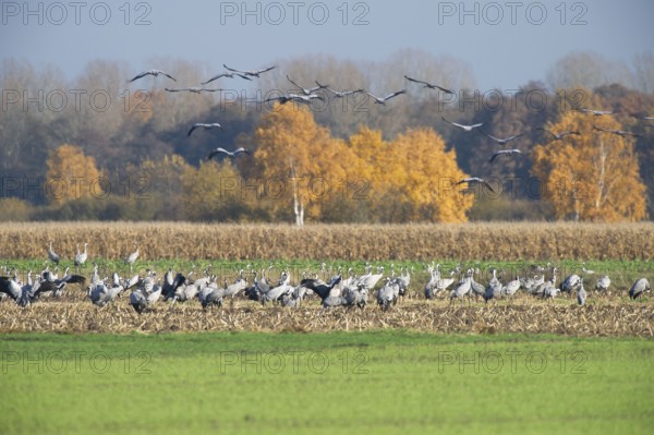 Cranes (grus grus) while resting on the southward train looking for food in a harvested corn field, North Rhine-Westphalia, Germany