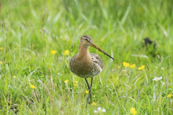 Black-tailed gown (Limosa limosa) looking for food in meadows, Lower Saxony, Germany
