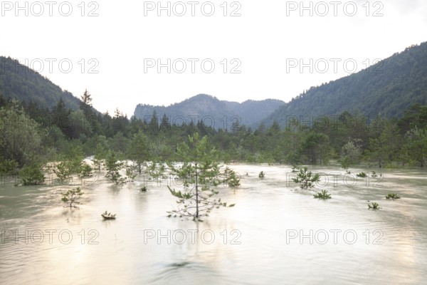The Isar carries floods between Lake Sylvenstein and Lenggries. Trees and pines sink in the torrential flood water in the Isar Valley. Lenggries, Upper Bavaria, Bavaria, Germany