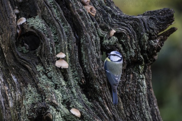 Blue tit (Parus caerulea), Emsland, Lower Saxony, Germany