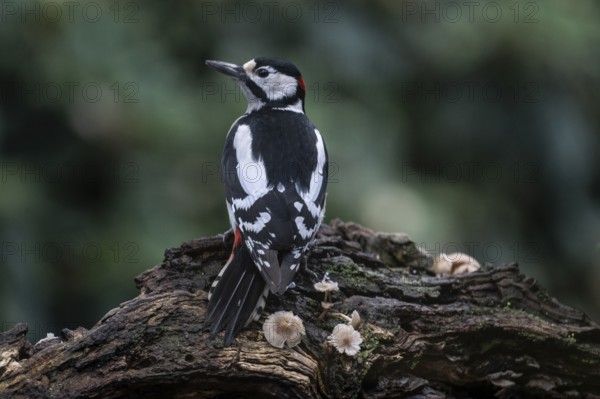 Great Spotted Woodpecker (Dendrocopos major), Emsland, Lower Saxony, Germany