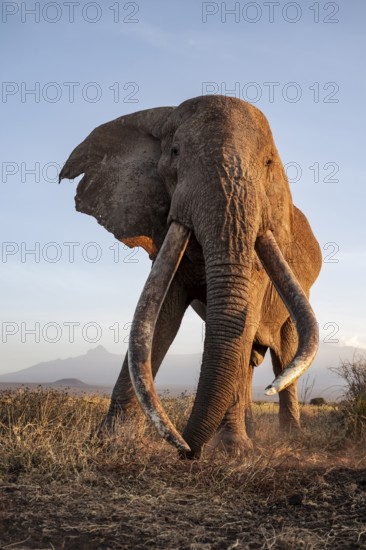 African elephant (Loxodonta africana), the famous Super Tusker elephant Craig, old male with long tusks, evening light, Amboseli, Kajiado County, Kenya