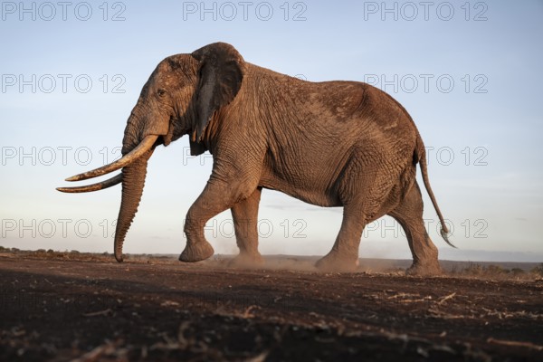 African elephant (Loxodonta africana), the famous Super Tusker elephant Craig, old male with long tusks, evening light, Amboseli, Kajiado County, Kenya