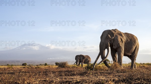 African elephant (Loxodonta africana) with Kilimanjaro, the famous Super Tusker elephant Craig, old male with long tusks, evening light, Amboseli, Kajiado County, Kenya