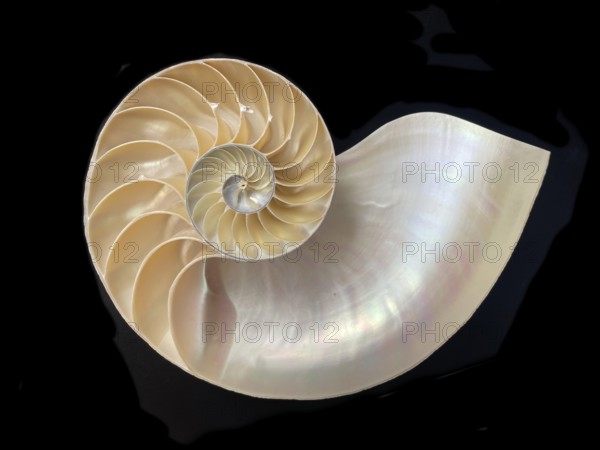 Pearl boat (Nautilus pompilius), Nautilidae family, interior view of the bowl, phragmocon, spiral, air-filled chambers with the help of which the Nautilus tars, living chamber, Philippines