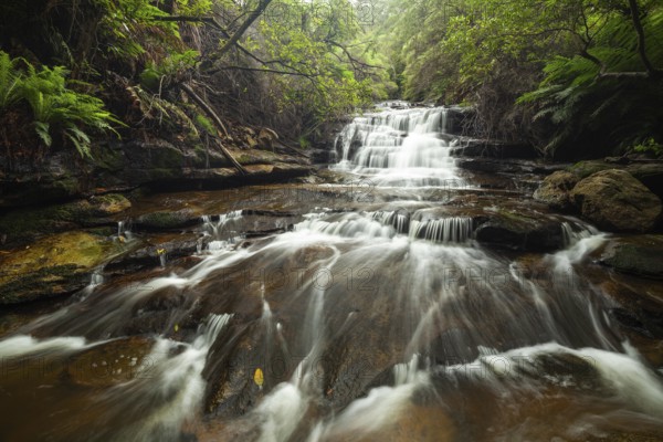 Leura Falls in a lush valley full of ferns and vegetation, Blue Mountains, New South Wales, Australia