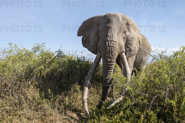 African elephant (Loxodonta africana) eats leaves, the famous Super Tusker elephant Craig, old male with long tusks, Kajiado County, Kenya