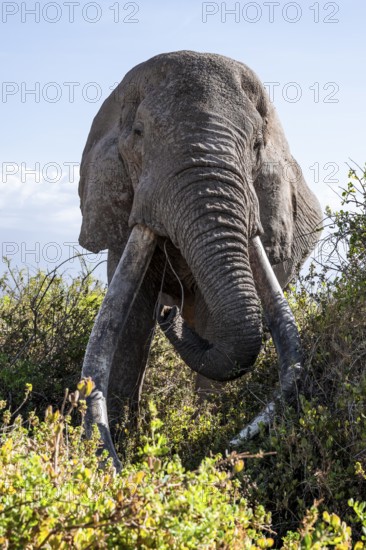 African elephant (Loxodonta africana) eats leaves, the famous Super Tusker elephant Craig, old male with long tusks, Kajiado County, Kenya