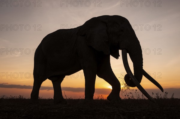 Backlight, African elephant (Loxodonta africana), the famous Super Tusker elephant Craig, old bull elephants with long tusks, at sunset, Amboseli, Kenya