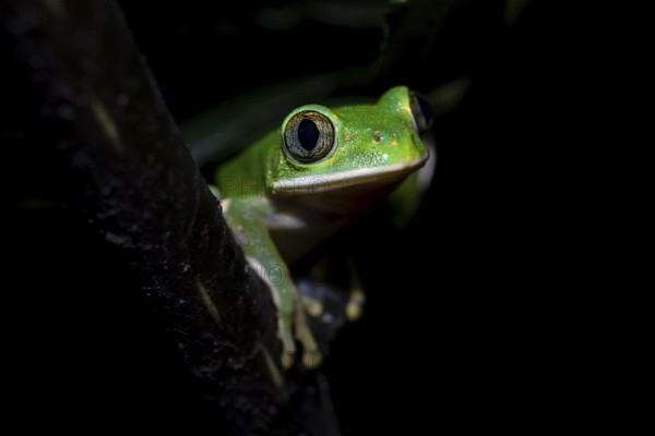 Forest climbing frog (Leptopelis barbouri) in the jungle, night view, Amani Forest Reserve, Tanzania