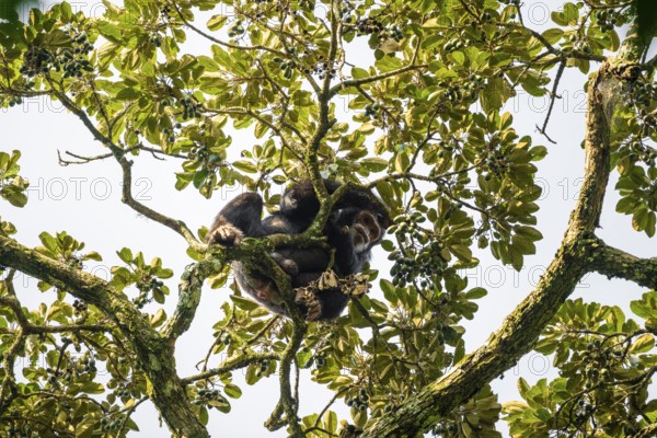 Chimpanzee (Pan Troglodytes), adult male feeding in the treetop in the jungle, Murchison Falls National Park, Uganda