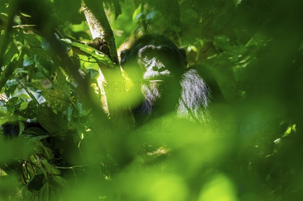 Chimpanzee (Pan Troglodytes), adult male in a jungle tree, Murchison Falls National Park, Uganda