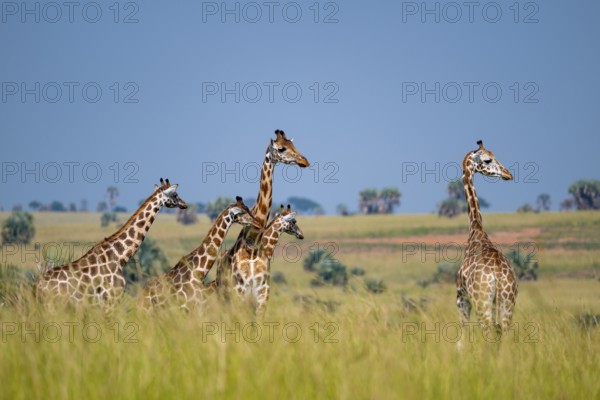 Rothschild giraffes in Murchison Falls National Park, Uganda
