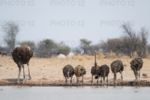 African ostrich (Struthio camelus), funny animal family, mother and six juvenile young animals, group drinking at the waterhole, Nxai Pan National Park, Botswana