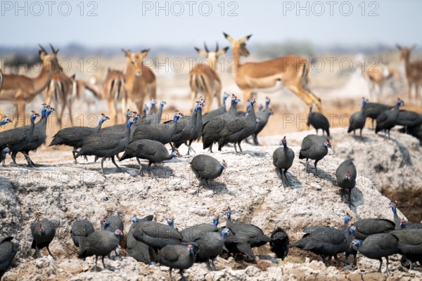 Helmet guinea fowl (Numida meleagris), swarm at the waterhole, Nxai Pan National Park, Botswana