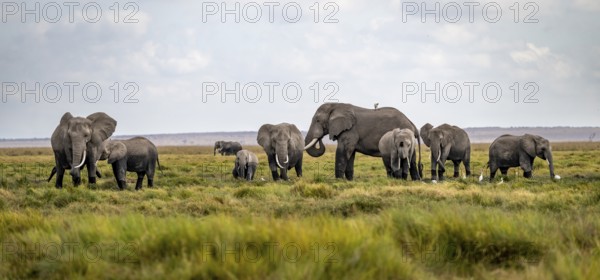 African elephant (Loxodonta africana), herd of young animals in Amboseli National Park, Rift Valley Province, Kenya