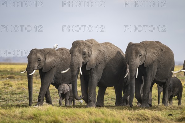 African elephant (Loxodonta africana), herd of young animals in Amboseli National Park, Rift Valley Province, Kenya