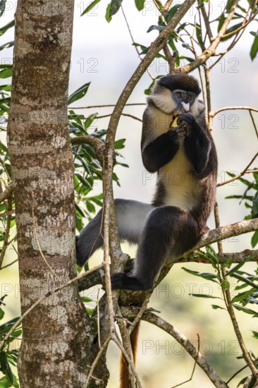 Red-tailed monkeys or Congo white-nosed monkeys (Cercopithecus ascanius schmidti), Kibale National Park, Uganda