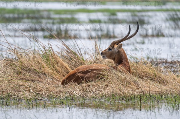 Letschwe or litchi bog antelope (Kobus leche), adult male, in tall dry grass, Okavango Delta, Moremi Game Reserve, Botswana