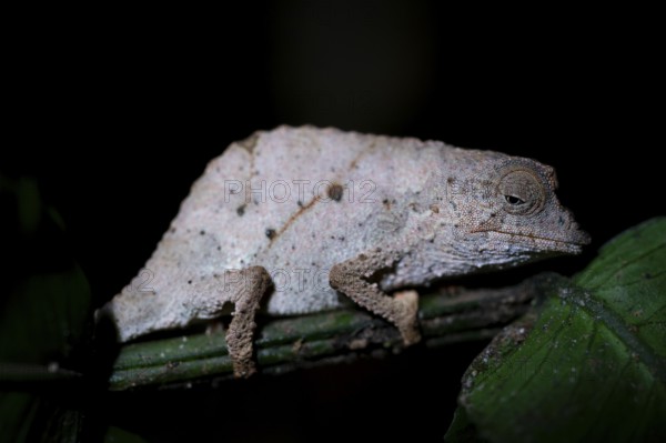 Zomba dwarf chameleon (Rieppeleon brachyurus), white chameleon on a branch at night, Amani Nature Forest Reserve, Eastern Usambara Mountains, Tanga, Tanzania
