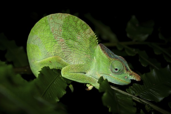 Squishy bihorn chameleon (Kinyongia matschiei), adult male, chameleon on a branch at night, Amani Nature Forest Reserve, Eastern Usambara Mountains, Tanga, Tanzania