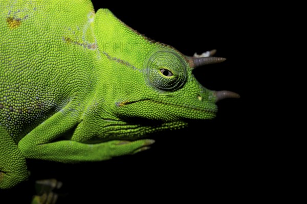 Usambara three-horned chameleon (Trioceros deremensis), chameleon on a branch at night, Amani Nature Forest Reserve, Eastern Usambara Mountains, Tanga, Tanzania