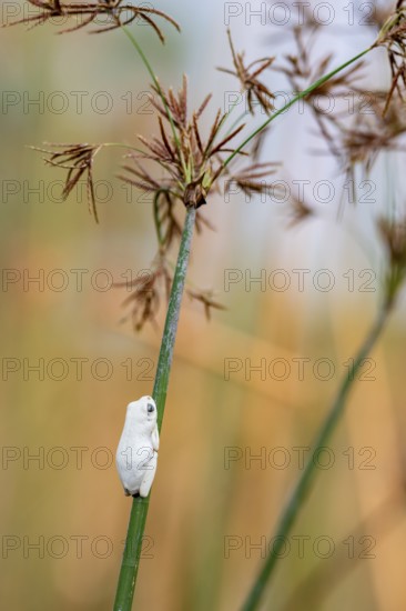 Marble redfrog (Hyperolius marmoratus), white frog sitting on a papyrus, Xakanaxa Lagoon, Okavango Delta, Moremi Game Reserve, Botswana