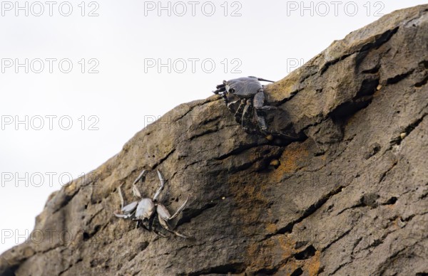 Red rock crabs (Grapsus adscensionis), black cubs on a volcanic rock, coast, La Santa, Lanzarote, Canary Islands, Spain