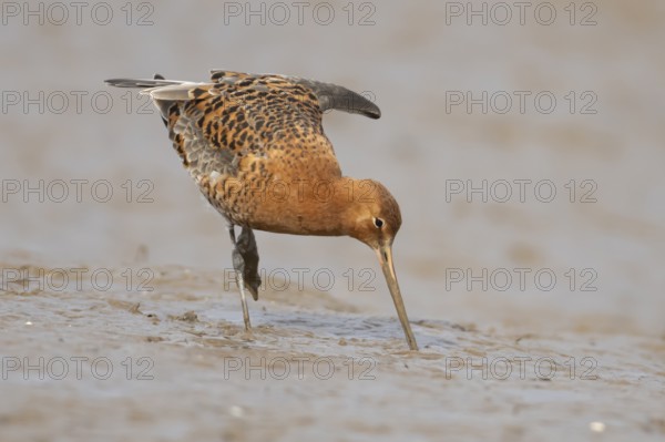 Black tailed godwit (Limosa limosa) adult male wader bird in summer plumage on a mudflat, England, United Kingdom