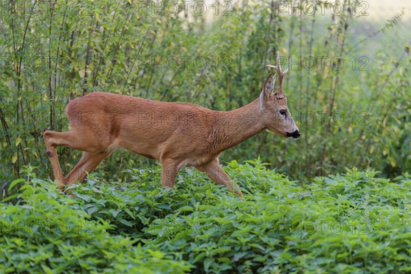 A roe buck (Capreolus capreolus) crosses a nettle thicket. Bavaria, Germany