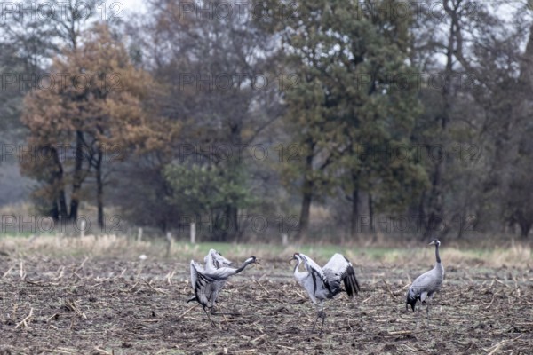 Cranes (Grus grus), fighting, Lower Saxony, Germany