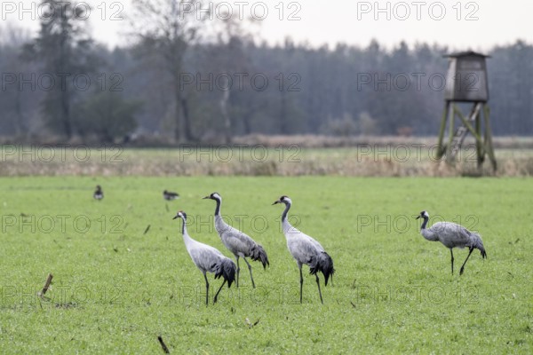 Cranes (Grus grus), Lower Saxony, Germany