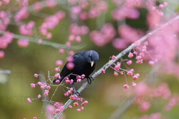 A common blackbird (Turdus merula) sits in a European spindle tree (Euonymus europaeus), and eats the fruit
