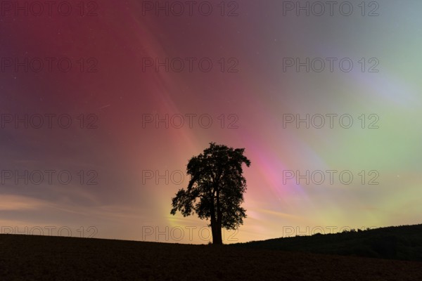 A solitary pear tree at night with aurora borealis. Rhein-Neckar District, Baden-Württemberg, Germany