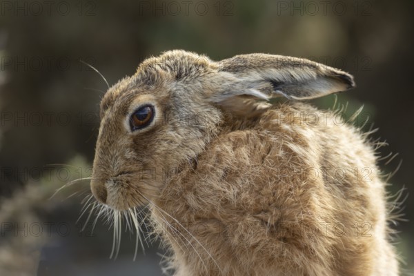 European brown hare (Lepus europaeus) adult animal head portrait, England, United Kingdom